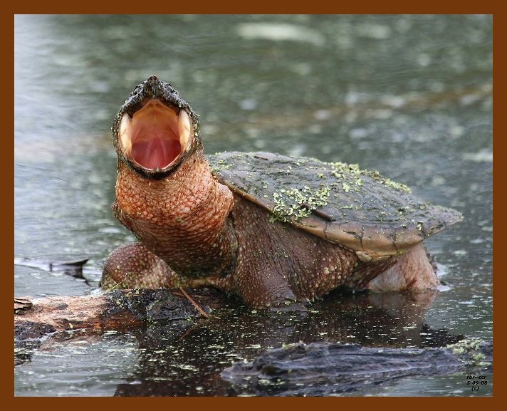 turtle-eastern snapper 5-9-08 4c447b.JPG