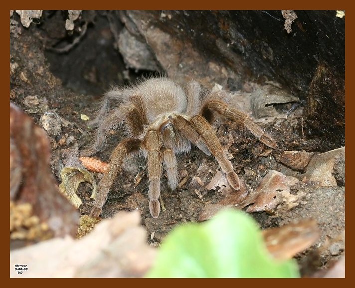 tarantula 5-6-08 4c969b.JPG