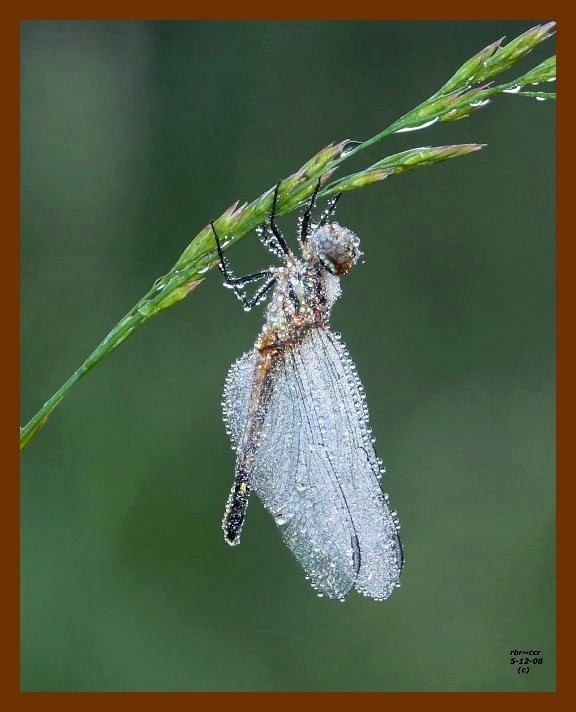 dragonfly 5-12-08 4c840b.JPG