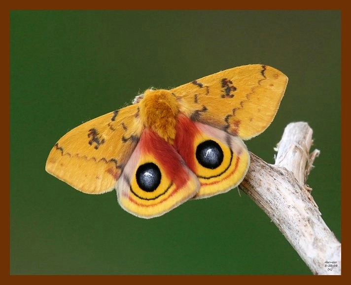 moth 5-10-08 4c724b.JPG