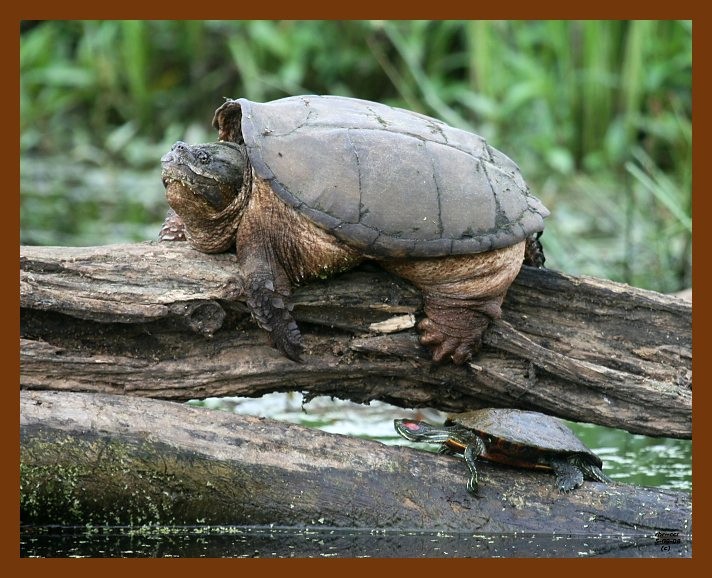 turtles-eastern snapper-slider 5-9-08 4c521b.JPG