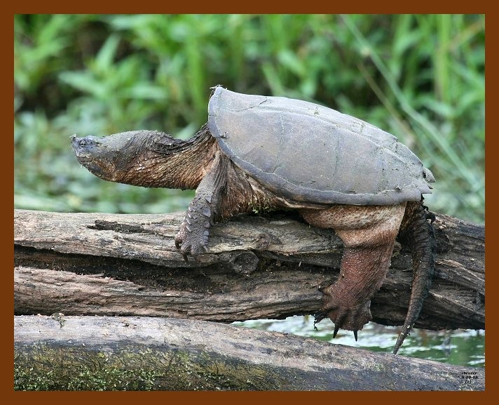 turtle-eastern snapper 5-9-08 4c524b.JPG