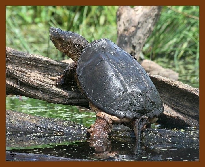 turtle-eastern snapper 5-9-08 4c504b.JPG