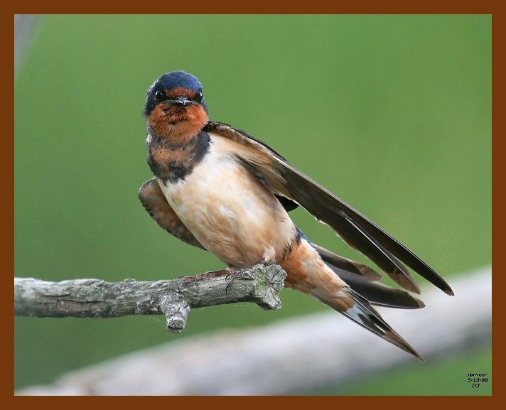 barn swallow 5-13-08 4c951b.JPG