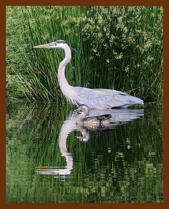 heron-wood-duck 5-16-08 4d111b.JPG