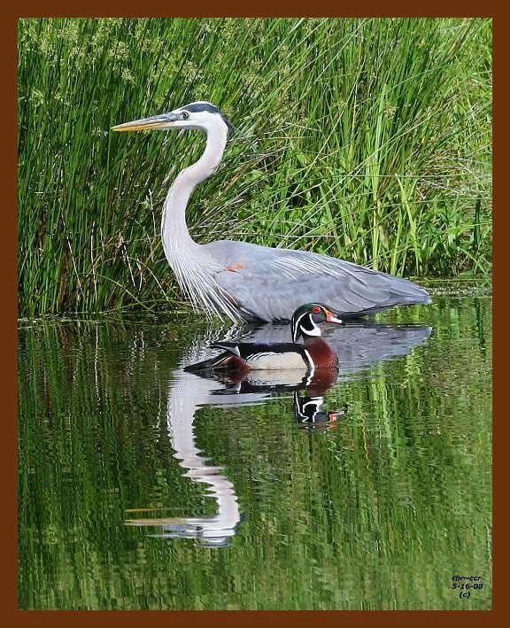 heron-wood-duck 5-16-08 4d108b.JPG