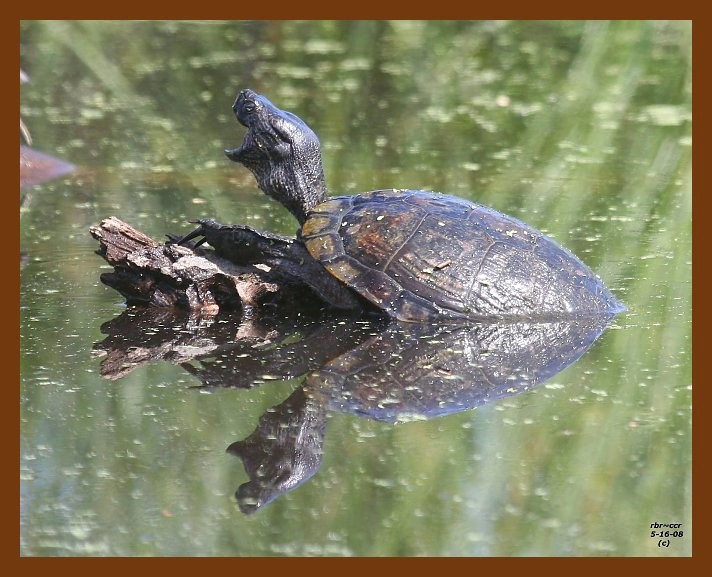 turtle-red-eared slider 5-16-08 4d169b.JPG
