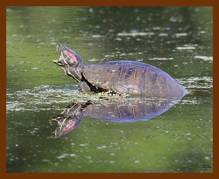 turtle-red-ear slider 5-17-08 4d362b.JPG