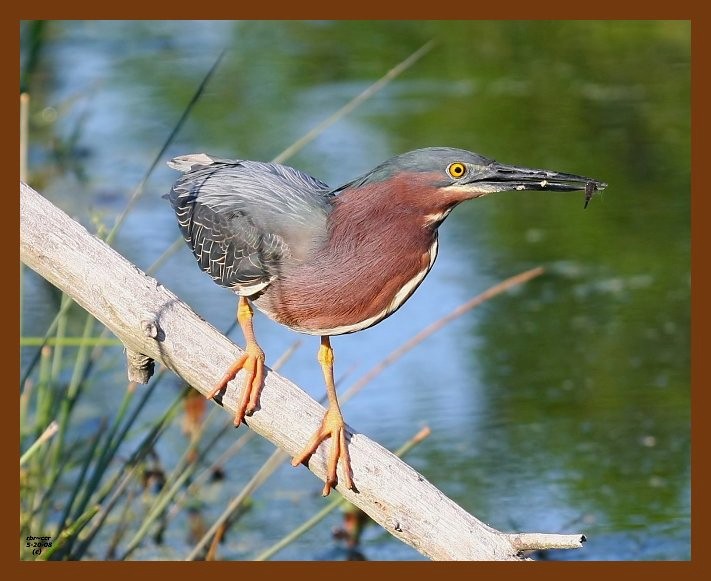 heron-green 5-20-08 4d075b.JPG