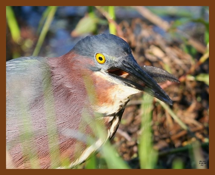 heron-green 5-20-08 4d097b.JPG