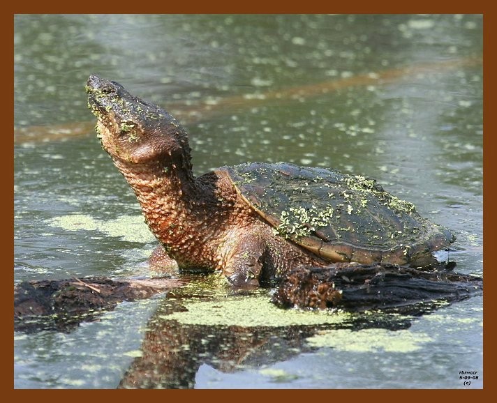 turtle-eastern snapper 5-9-08 4c431b.JPG