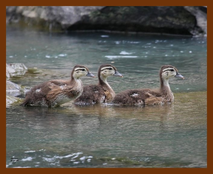 wood-ducks-young 5-24-08 4d089b.JPG