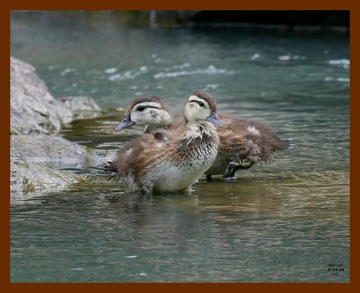 wood-ducks-young 5-24-08 4d093b.JPG