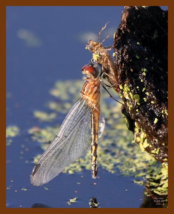 dragonfly 5-18-08 4d557b.JPG