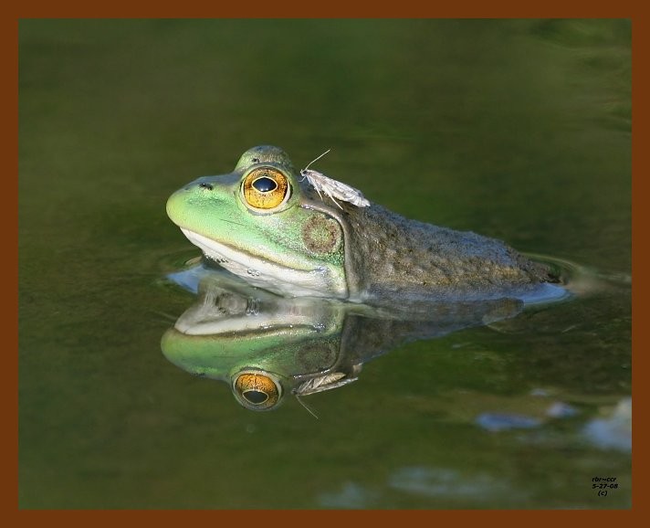 bullfrog 5-27-08 4d520b.JPG