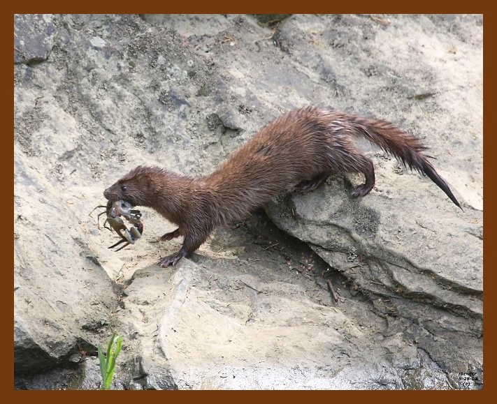 mink 5-28-08 4d738b.JPG