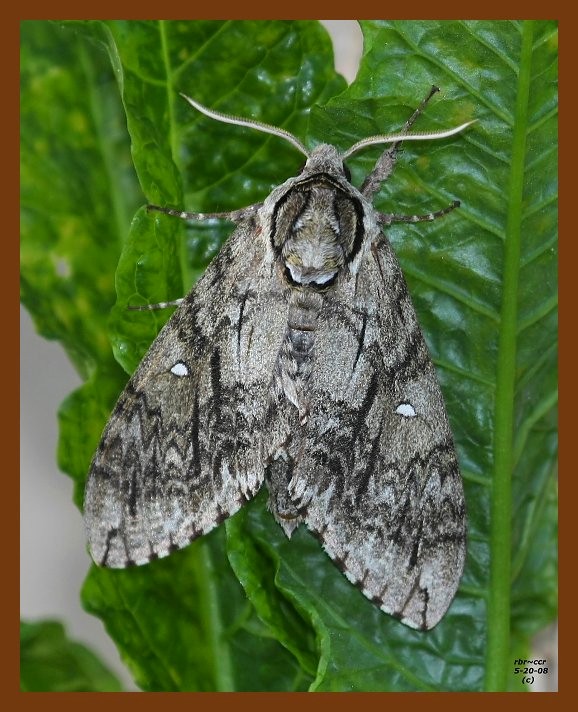 waved sphinx 5-20-08 4d990b.JPG