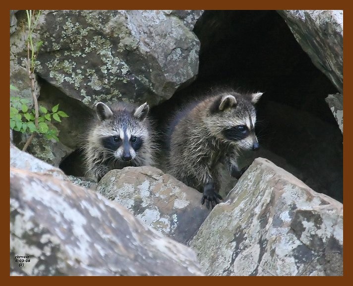 raccoon-young 6-3-08 4d831b.JPG