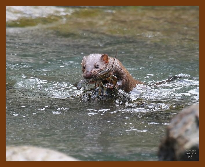 mink 6-1-08 4d499b.JPG