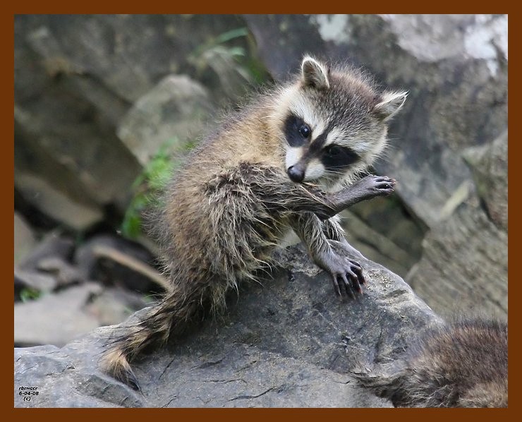 raccoon-young 6-4-08 4d029b.JPG