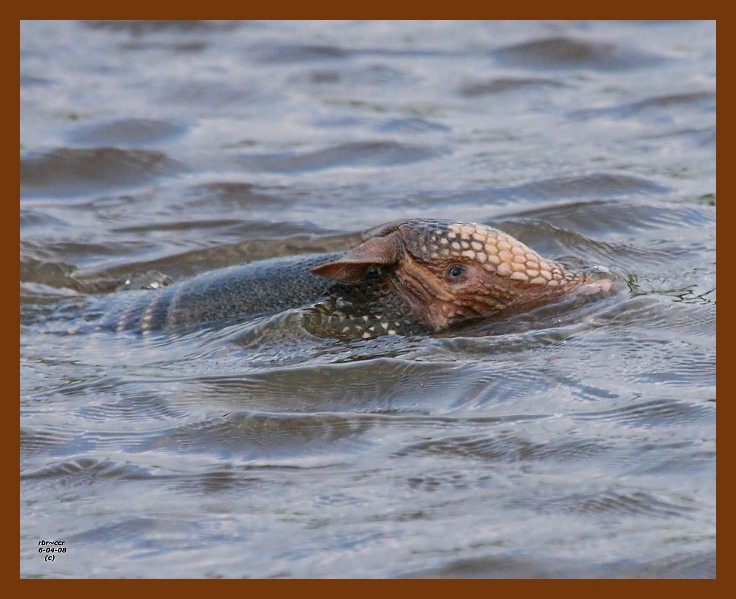 armadillo 6-4-08 4d980b.JPG