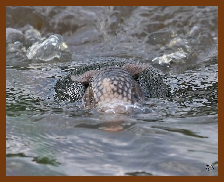 armadillo 6-4-08 4d983b.JPG