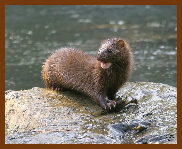 mink 6-1-08 4d326b.JPG