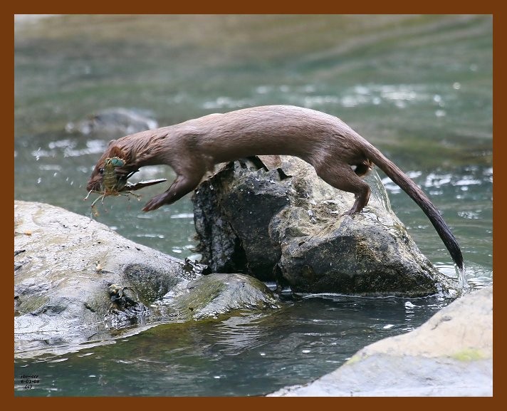 mink 6-1-08 4d516b.JPG