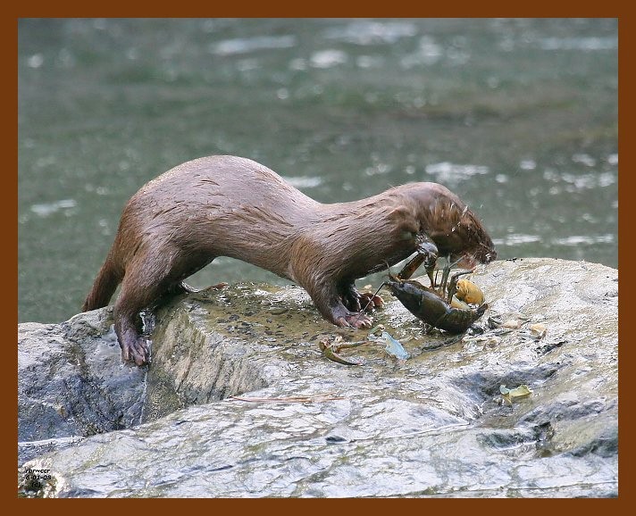mink 6-1-08 4d376b.JPG