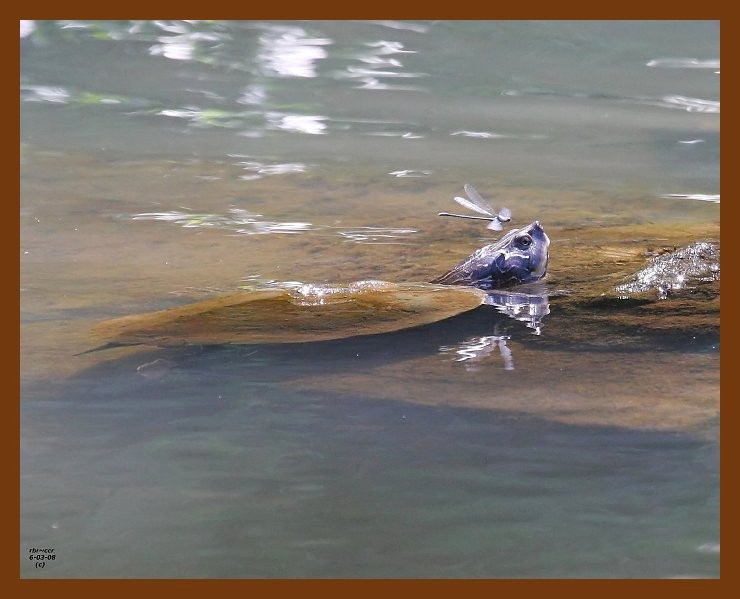 turtle-miss.map 6-3-08 4d921b.JPG