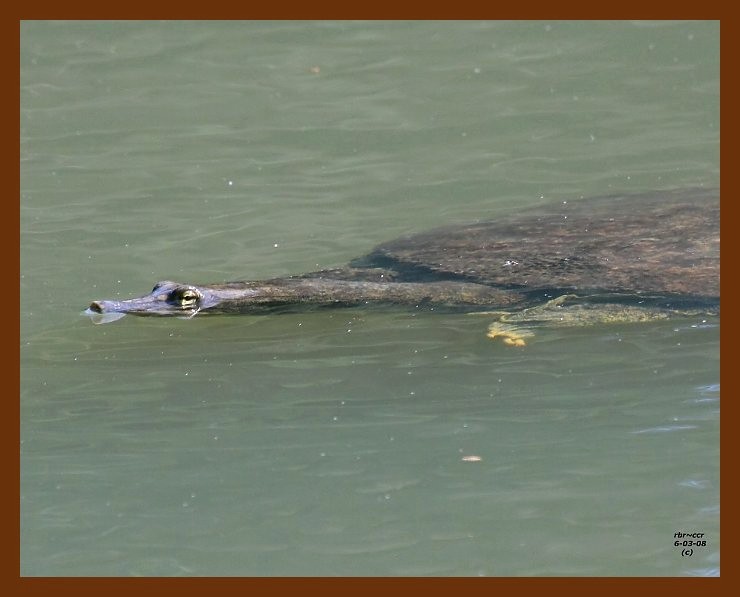turtle-softshell 6-3-08 4d881b.JPG