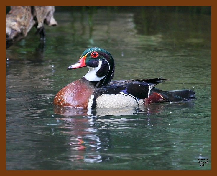 wood-duck 6-9-08 4d744b.JPG