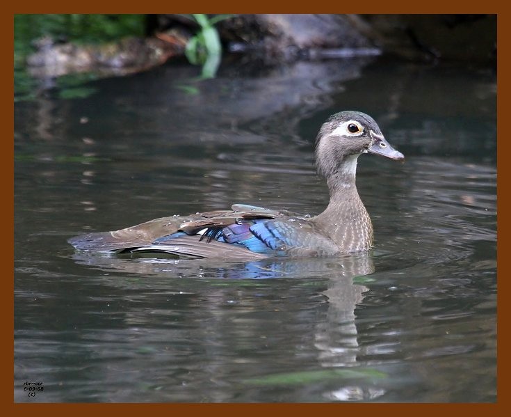 wood-duck 6-9-08 4d785b.JPG