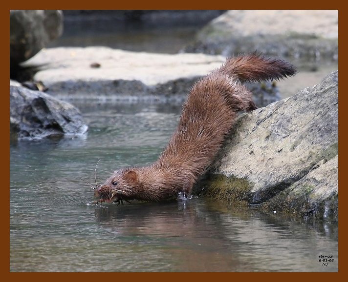 mink 6-1-08 4d478b.JPG