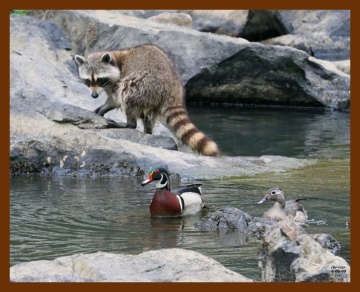 raccoon-wood-ducks 6-6-08 4d570b.JPG