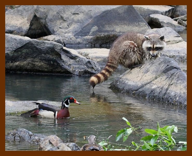 raccoon-wood-duck 6-6-08 4d572b.JPG