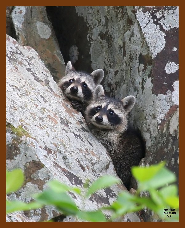 raccoon-young 6-19-08 4d927b.JPG