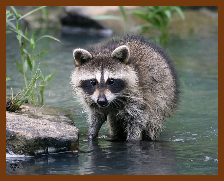 raccoon-young 6-23-08 4d857b.JPG