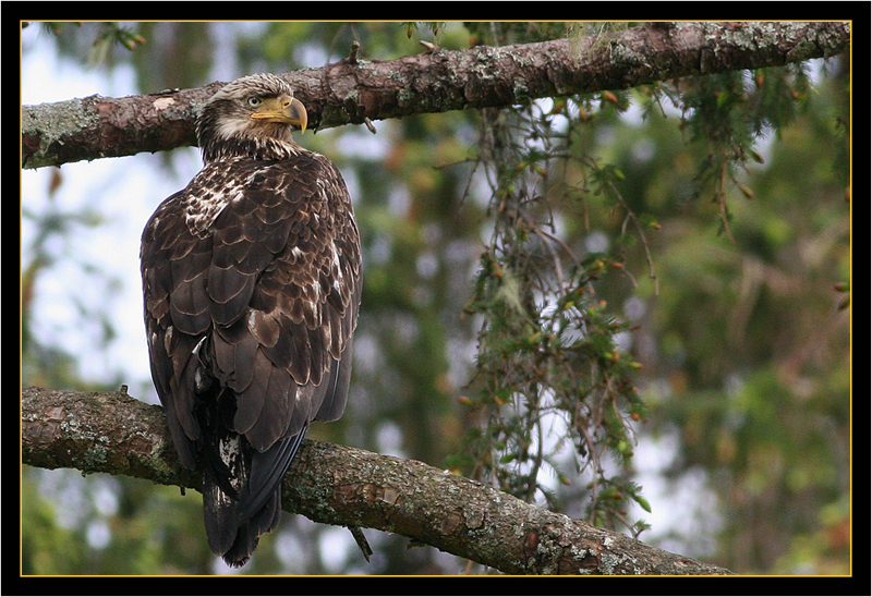 Bald Eagle Juvenile