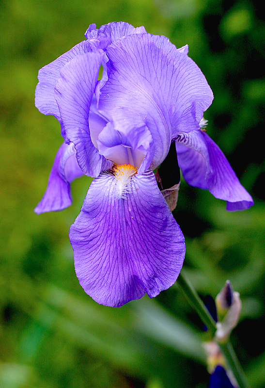 Iris