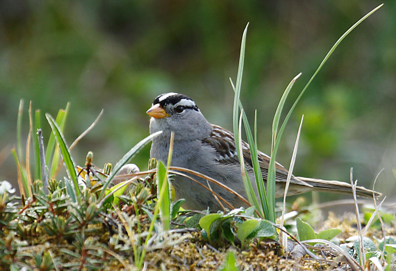 Gambells White-crowned Sparrow