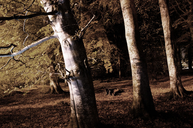 30th October 2008 <br> spooky