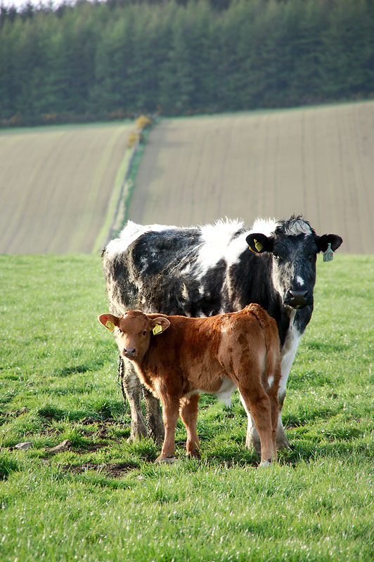3rd May 2010 <br> cold comfort farm