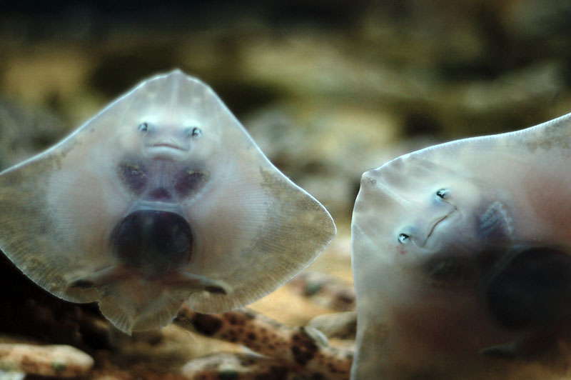 19th February 2011 <br> flat fish