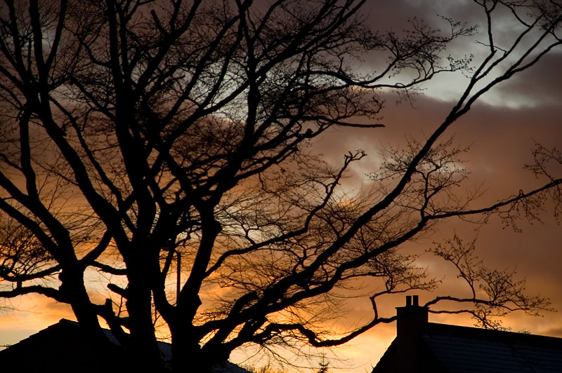 DSC_0036 copy.jpg