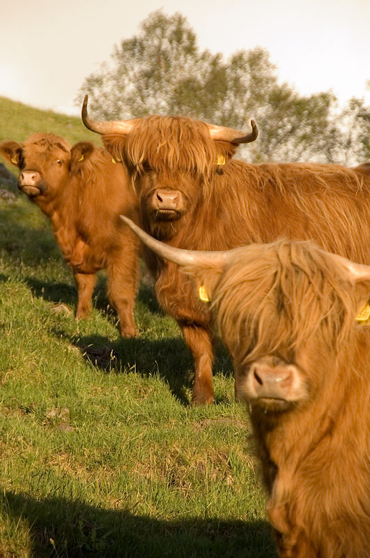 3rd June 2012 <br> Highland cows