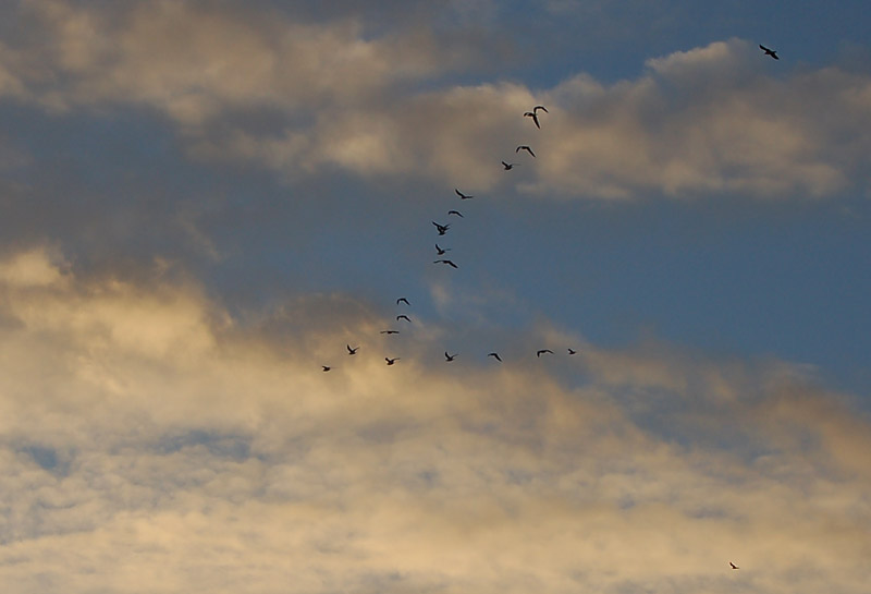 DSC_0043s2.jpg