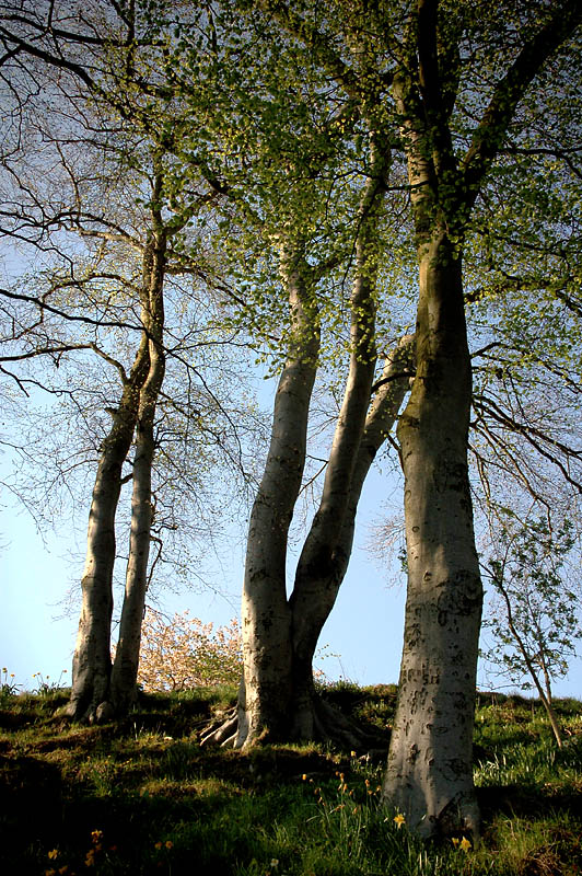 DSC_0017 copy.jpg