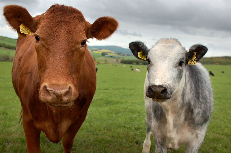 21st May 2008 <br> more cows