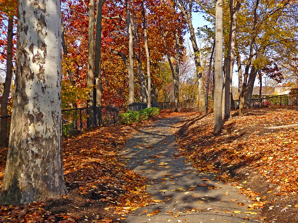 e Fall colors  TZ5  ps cs P1060927.jpg